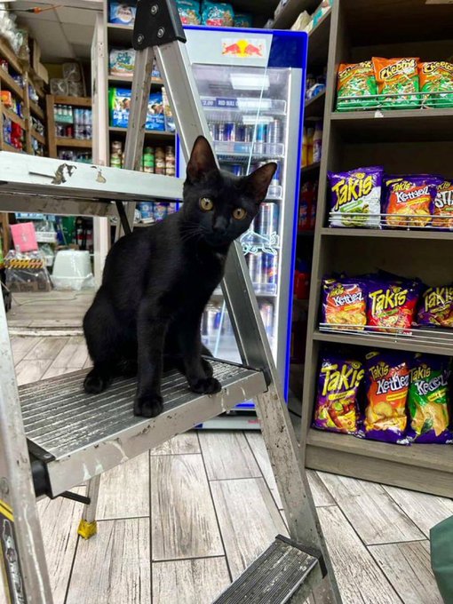 Real bodega cat from NYC
